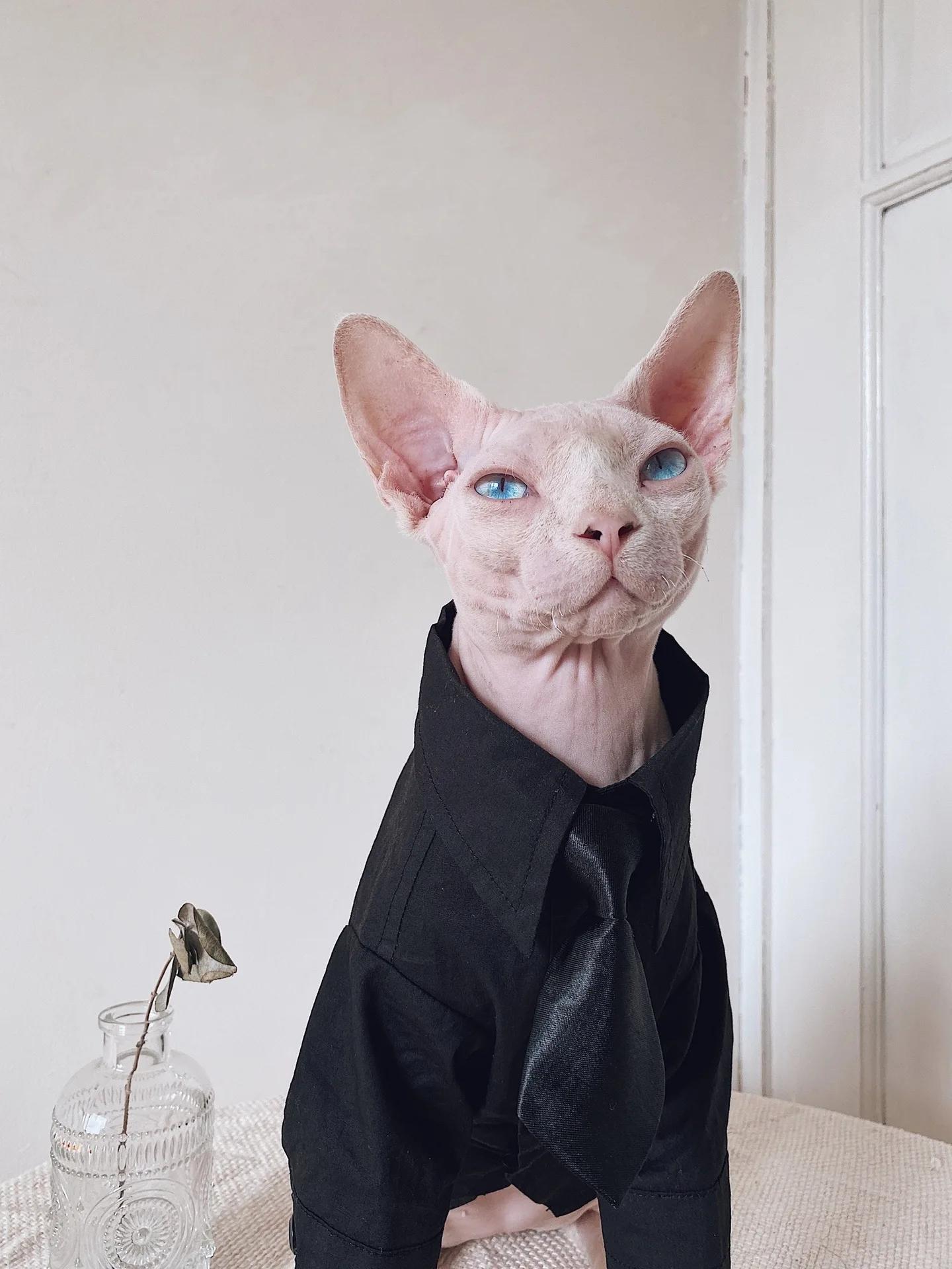 Roupa estilo britânico para casais, roupa de gato sem pêlos, camisa para gatos, Devon Rex, maré, nova, outono e inverno - Image 1