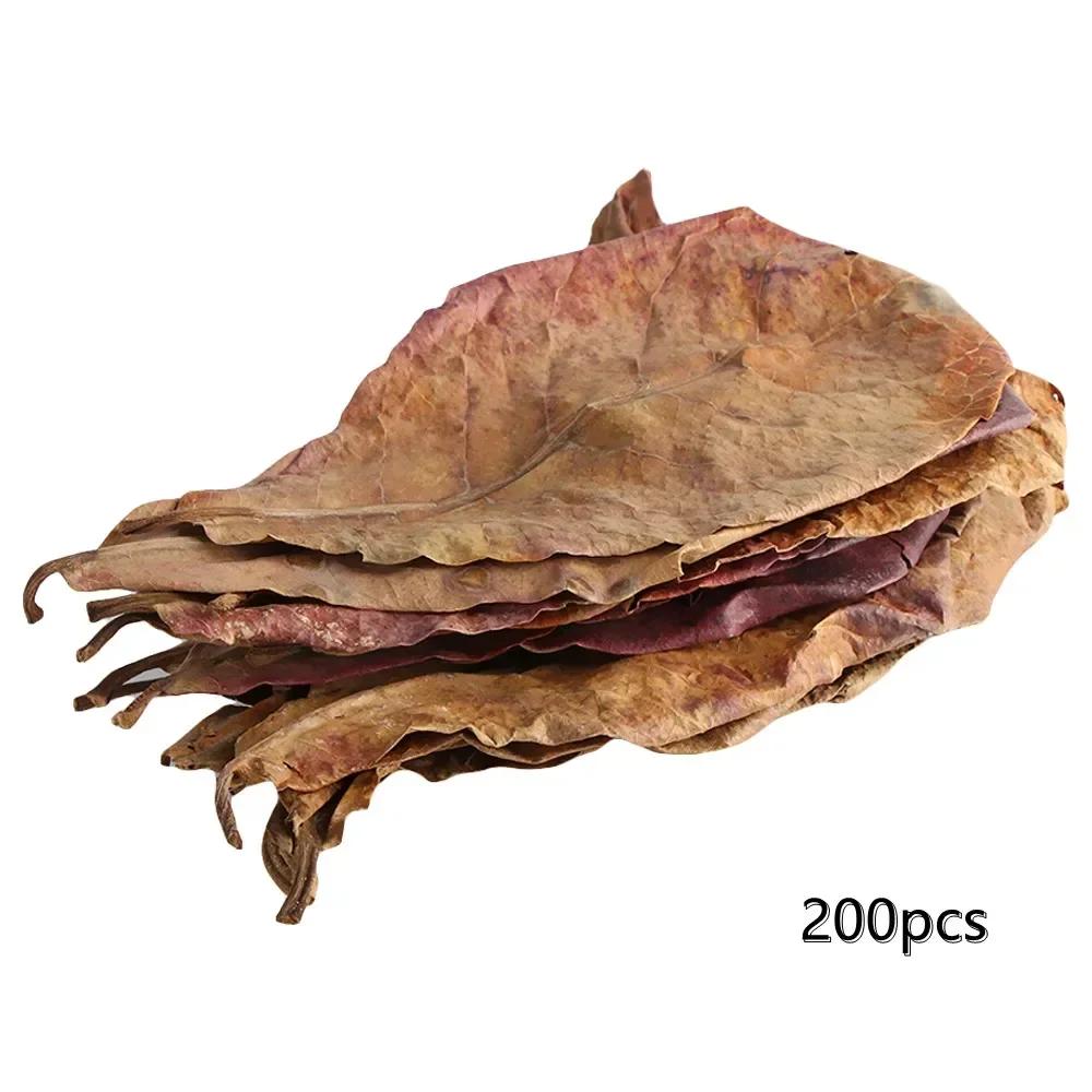 Folhas naturais terminfo, folha de almond, tratamento de limpeza de peixes, aquário, envio direto - Image 1