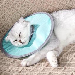 Colar recuperador ajustável para animais de estimação, Cone macio para gatos, Coleiras recuperáveis impermeáveis, Colar protetor para cicatrização de feridas - Image 1