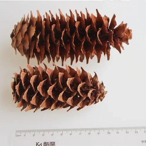 Pinheiro Seco Natural 10-20cm - Decoração Sustentável para Casa e Festas, Ideal para Natal e Presentes