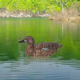 Nordic Flutuante Duck Decoy, Patos Simulação, Caça Duck, Piscina Jardim, Jarda, Lago, Decoração Home, Acessórios de Jardim - Image 5