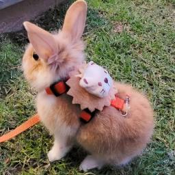 Conjunto de arnês e trela para pequenos animais, coelho ambulante, cobaia, animal de estimação bonito, chinchila, porcos, acessórios - Image 3