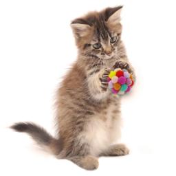 1 pçs suprimentos para animais de estimação gato auto-animado bola engraçado gato bouncy pelúcia sino bola multicolorido costura cor natal gato jogando brinquedos - Image 1