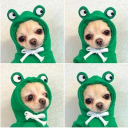 Moletons de sapo para cães e gatos pequenos, roupas macias e aconchegantes, fantasia de cachorro, buldogue francês, moletons chihuahua, outono - Image 1