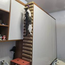 Vários tamanhos ponte de gato uso para gaiola de gato sisal corda escada de gato móveis para animais de estimação gato passo scratcher post gatinho brinquedos gato árvore torre - Image 2