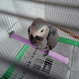 Poleiro pássaro para gaiola moagem pata, brinquedo aconchego para pássaros pequenos médios - Image 2