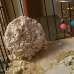 6 peças bolas de sola natural para papagaios de coelho chinchilas hamster porquinho da guiné mastigação macia forraging pássaro brinquedo pequeno animal estimação suprimentos - Image 5