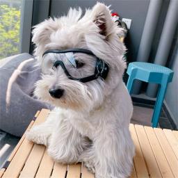 Transparente Cor Pet Goggles, Impermeável, Windproof, Protetor solar, Resistente UV, Grandes Óculos Do Cão - Image 5