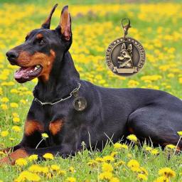 Etiqueta de identificação personalizada para animais de estimação, nome personalizado, anti-perdido, registro gravado, endereço, pingente, medalha, acessório coleira, gato, cachorro - Image 4