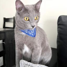 Colar bandana ajustável para pet, lenço no pescoço para cães pequenos e gatos, toalha de saliva, colar PU com bandagem triangular, cachorro e gatinho - Image 4
