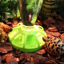 Réptil bebedor de água dispensador, tigela comida, alimentador lagarto, prato redondo, garrafa de bebida, flor de lótus, novo - Image 1