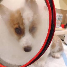 Cão de segurança máscara oxigênio mordida evitar pequeno médio gatinho resgate máscara suprimentos para animais estimação - Image 3