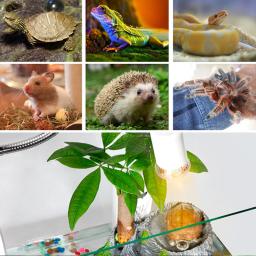 E27 uva + uvb lâmpada réptil tartaruga animais de estimação luz aquecedor lâmpada emissor de lâmpada, anfíbios aquecendo lâmpada terrário 110-220v - Image 5