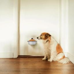 Bacia dobrável ajustável do cão para evitar animais, economia do espaço, alimentação resistente - Image 2