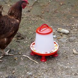 Alimentador de aves domésticas com pernas e tampa, Alimentador de frango, Pigeon Quail Feeding Bucket, Alimentador automático de aves grandes, 2kg - Image 6