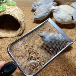 Terrário colher substrato réptil malha fina aço inoxidável para répteis - Image 2