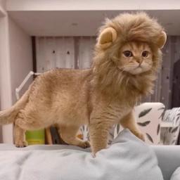 Cute Lion Mane Wig para Animais de Estimação, Cão Pequeno, Gatos, Traje, Boné, Chapéu, Fantasia, Cosplay, Brinquedo, Pet Acessório - Image 1