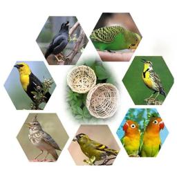 Handmade Bamboo Bird Nest, Rest Cave, Cage House, Nature Craft, Idéias para Finch e Canary, Small Parrot Garden, Home Decoration - Image 3
