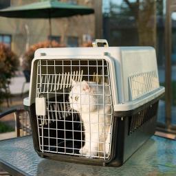 Viagem ao ar livre transporte portátil pet gaiolas, gato e cão portador caixa, produto pet para cachorro e gatinho - Image 1