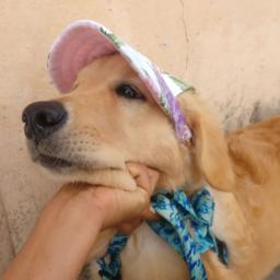 Boné para animais de estimação com buracos para a orelha ajustável, para cães grandes, médios e pequenos, verão, chapéu de sol para caminhadas ao ar livre, produtos para animais de estimação - Image 3