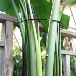 Estacas de suporte de plantas, metade do metal redondo, gaiola e suporte de jardim, suporte de plantas verdes, borda do anel para flor, interior, 6pcs - Image 4