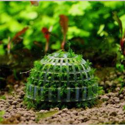 Plantas De Aquário E Bolas De Camarão, Peixes De Aquário, Peixes Vivos Vivos, Bola De Musgo, Grama Água - Image 1