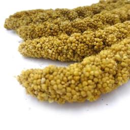 Papagaio De Grão Amarelo Painço Orelha De Trigo, Papagaio De Orelha De Painço De Shell Natural, Divida Hamster Stick, 500g - Image 5