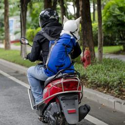 Forte náilon cão portador mochila para pequenos cães médios de alta qualidade respirável ciclismo mochila para viagens ao ar livre pet suprimentos - Image 5