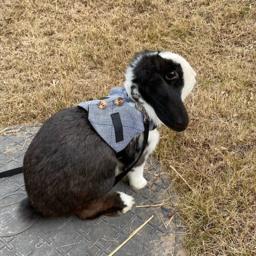 Animais de estimação ao ar livre suprimentos para coelho gato cobaia pequenos animais moda coelhos colete com trela coelho arreios acessórios mascota - Image 6