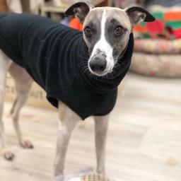 Colete macio do whippet do velo, Roupa do cão da gola alta, Galgo italiano, Inverno - Image 3