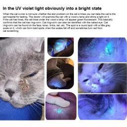 UV lâmpada de madeira veterinária, Pet fungo detecção, lanterna impermeável, pele luz ultravioleta, gato musgo tinea, espelho preto, 365 - Image 5
