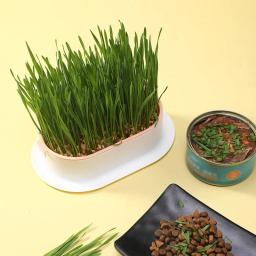 Bandeja de mudas hidropônica Criativo Cat Snack Catnip crescente pote, Jardim reutilizável, Catnip crescente tigela, Pet Shop - Image 3