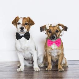 Bowtie ajustável Pet Grooming Acessórios, Dog Bows, Cat, Rabbit, Mix Colors, Produtos por atacado, 50 Pcs, 100Pcs - Image 4