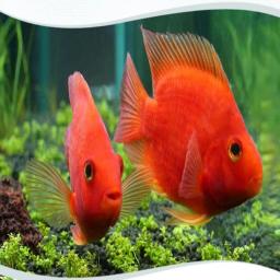 50 gramas de alta qualidade grau de alimentação astaxantina para alimentos para peixes alimentação de peixes astaxantina natural 10% haematococcus pluvialis - Image 5