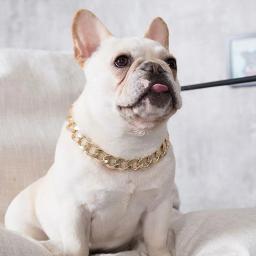 Galvanoplastia Colar De Corrente De Ouro Para Animais De Estimação, Cachorro Pequeno, Buldogue Francês, Coleira De Gato, Acessório De Cachorro, Premium - Image 5