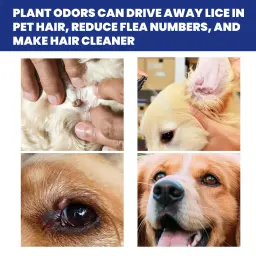 Spray anti-pulgas para gatos e cães, planta natural, fórmula de óleo essencial, mata, carrapatos, piolhos, uso seguro, interno e externo - Image 2