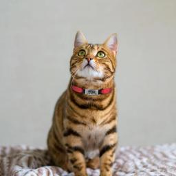 Ajustável Nylon Cat Tag Collar, Nome personalizado, ID personalizada, Bell Pet Products, Pequeno Breakaway rápido, Unisex Kitten Supplies, Tag Cat - Image 5