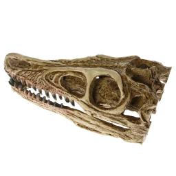 MGT-High Precision Ensino Modelo Dinossauro, Velociraptor Fóssil, Resina Crânio, Estátua Esqueleto - Image 3
