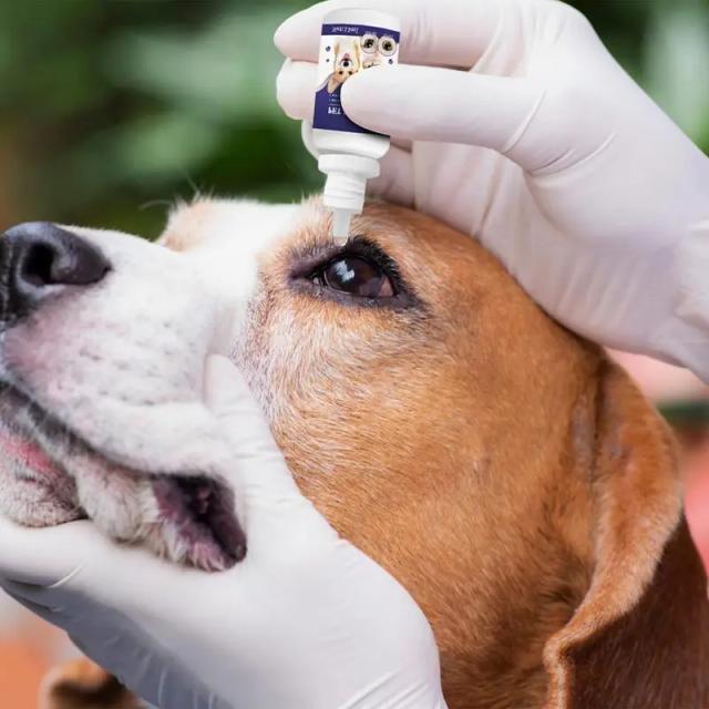 Colírio Pet para Cães e Gatos: Removedor de Manchas de Lágrimas e Cuidados Oftalmológicos para Pequenos Animais