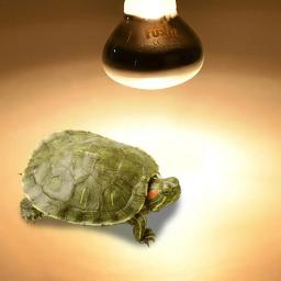 Lâmpada Réptil para Aquecimento de Animais, E27 Luz Noturna, Lâmpada de Serpente Anfíbia, 25W, 50W, 100W, AC 220-230V, Inverno Quente - Image 2
