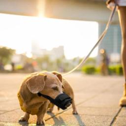 Máscara de boca ajustável suave para cães, focinho respirável, treinamento anti-latido, suprimentos para animais de estimação, acessórios - Image 4