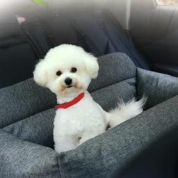 Assento dobrável para animais de estimação, Transportadora para gatos e cães, Assento de reforço macio, Segurança para cachorro, Acessórios para viagem de carro, Transporte para cães pequenos - Image 2