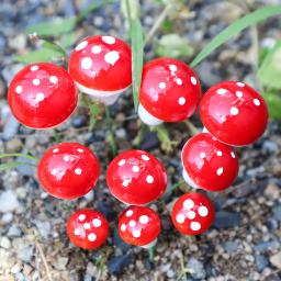 Miniaturas de Cogumelo Artificial Mini Resina, Paisagem Do Jardim De Fadas, Artesanato De Terrário De Musgo, Micro Decoração De Paisagem Em Vaso, 20Pcs - Image 2