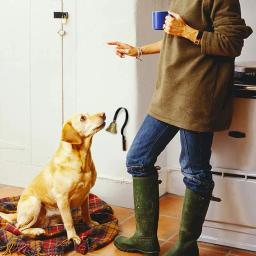 Profissional alto claro bronze campainha formação com parafusos, sino pendurado para cães potty, Pet fornecimentos - Image 3