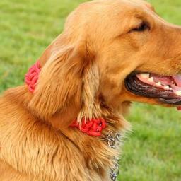 Gargantilha de corda trançada ajustável para animais de estimação, coleira, coleiras para cães pequenos, cachorro, cães médios, casa - Image 5