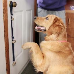 Pet Porta Bell Corda Anel Conjunto, flauta do cão, suprimentos de treinamento, Golden Retriever, instrutor - Image 5