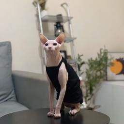 Multicolor Sphynx Pet Clothes para gatos, Roupas de gatinhos de algodão, Camisola de gatos respiráveis, Soft Devon Rex Clothing - Image 5