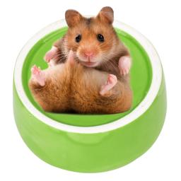 1pc adorável hamster comida de cerâmica comida lanche alimentador para pequenos animais de estimação esquilo cobaia porco chinchila furão coelho tigela supplie - Image 4