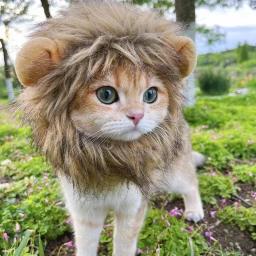 Peruca de juba de leão para gato, Cosplay vestir, fantasia para cachorro, decoração de festa, Halloween e Natal, chapéu pet - Image 2