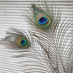 Natural Longo Penas do Olho do Pavão Grande, DIY Craft Ornament, Art Decoração, Natural Hat Hair, 15Pcs - Image 5